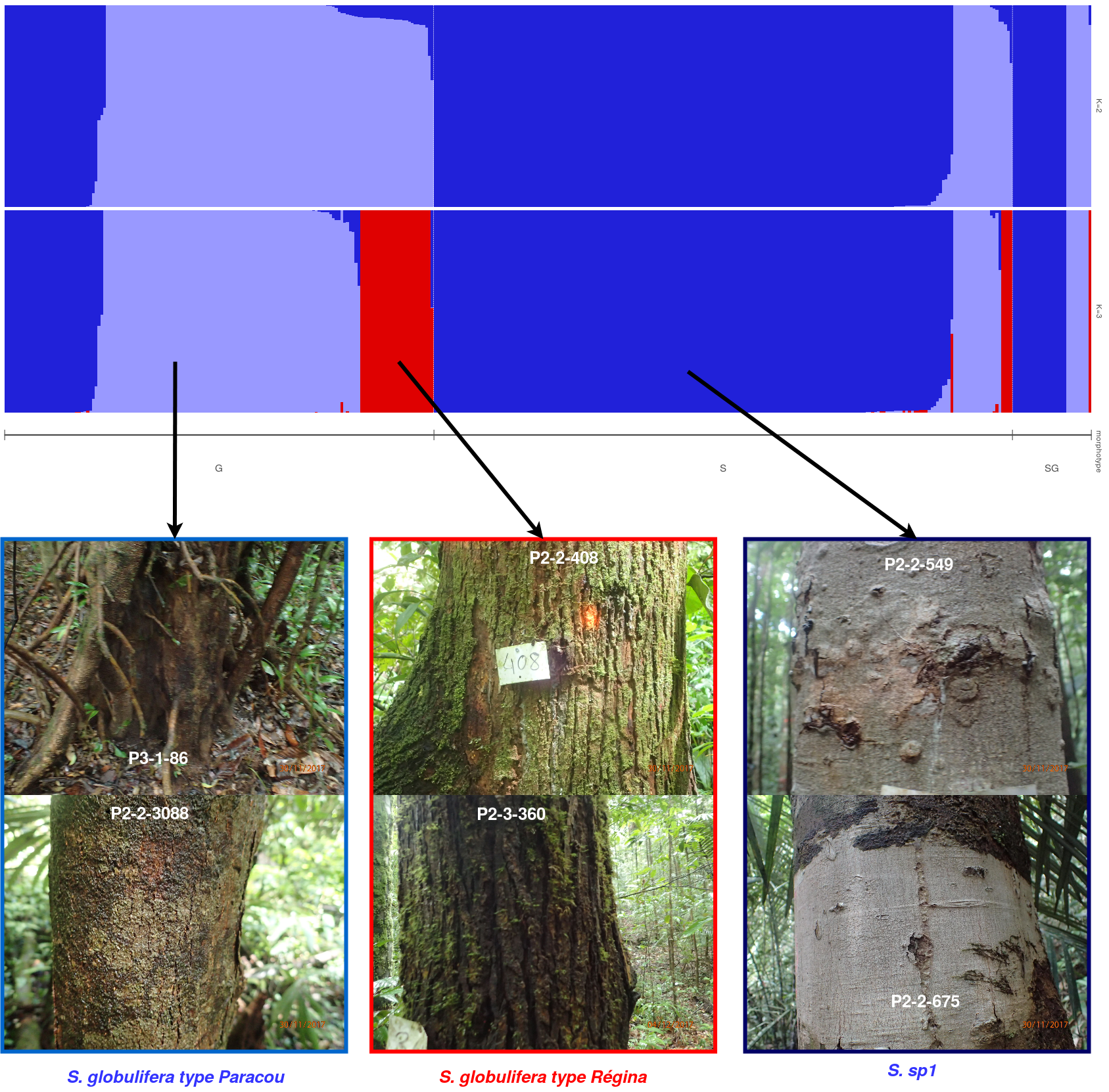 The *Symphonia globulifera* morphotypes identified in the field. The three morphottypes are identified with their bark with *S. sp1* having a light grey thin and smooth bark, the *S. globulifera type Paracou* having a dark and intermediate thin and smooth bark compared to the thck and lashed bark of *S. globulifera type Regina*.